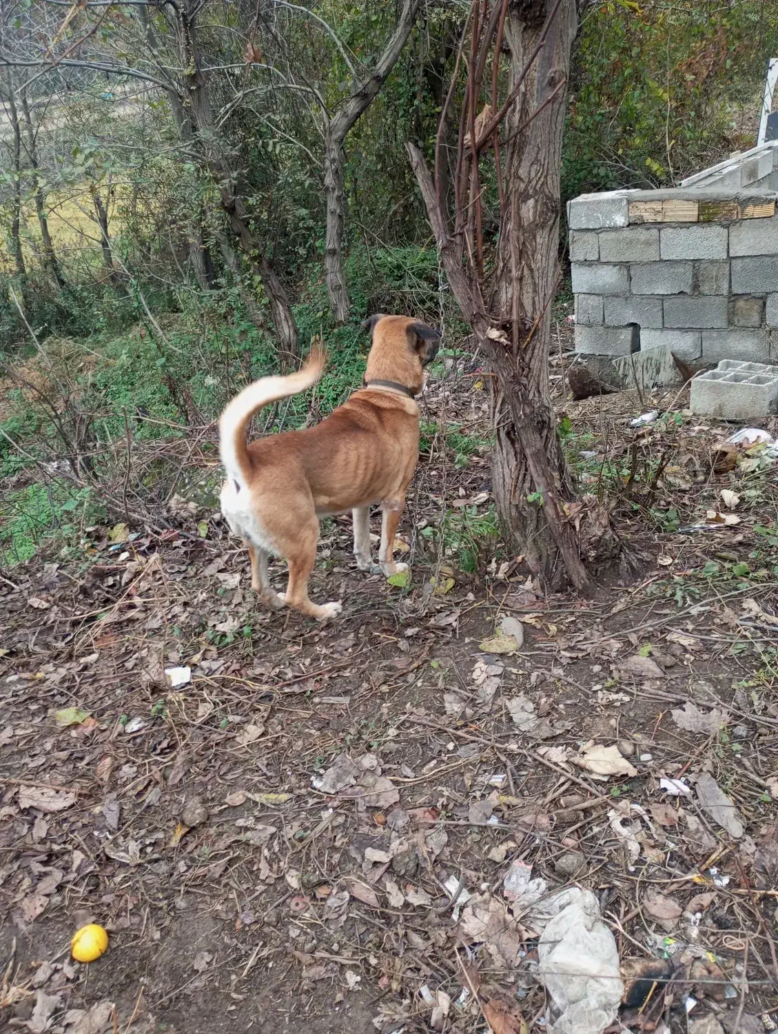 سگ دورگه سرابی|سگ|تالش, طولارود|دیوار