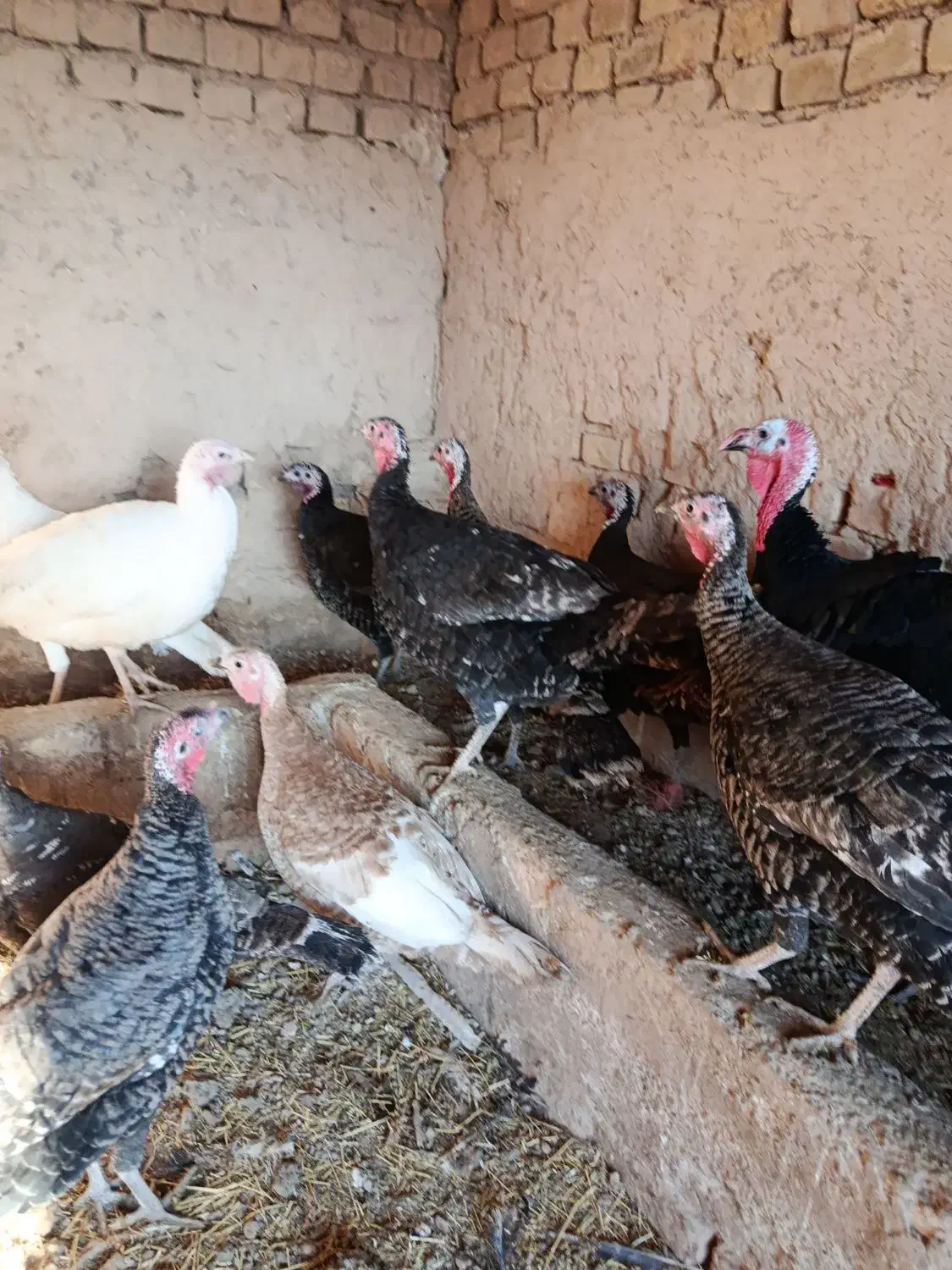 بوقلمون|حیوانات مزرعه|دشتابی, |دیوار