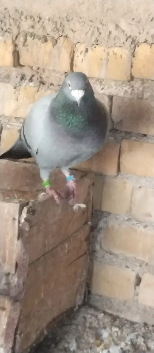 کیوتر درحمیدیه|پرنده|حمیدیه, |دیوار