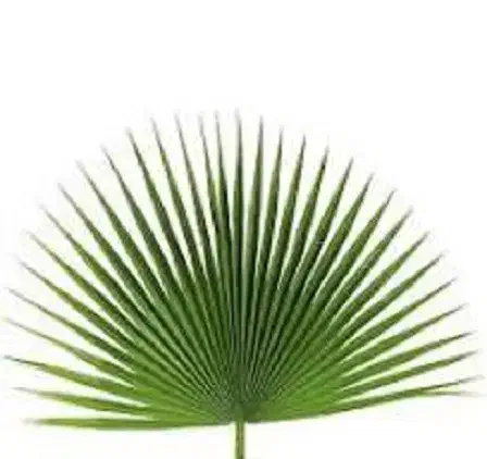 فروش زیر قیمت و فوری برگ و تنه درخت پالم|گل و گیاه طبیعی|آمل, |دیوار