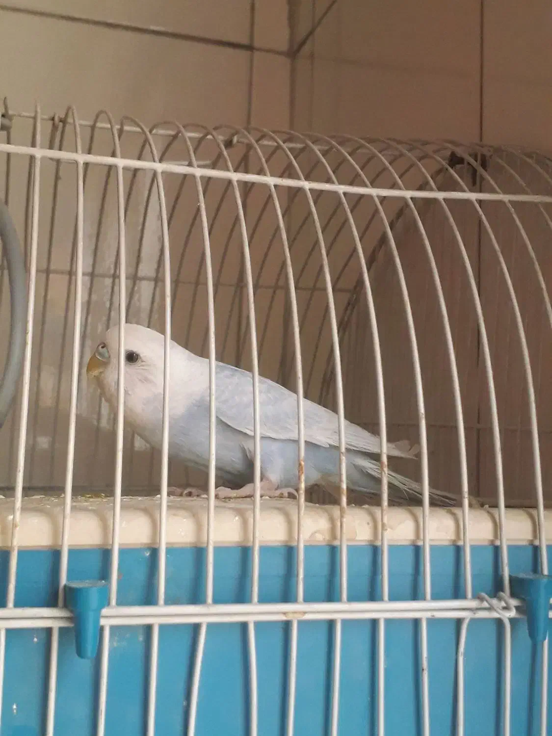 مرغ  عشق  آبی|پرنده|ری, دولتآباد|دیوار