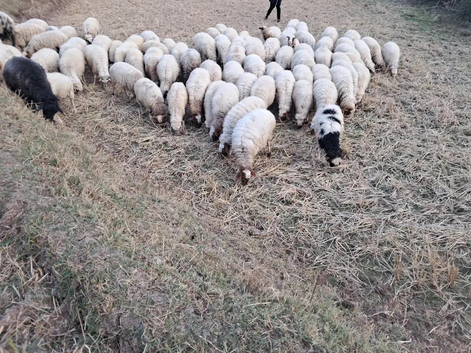 گوسفند وبز حامله سگ بره قصابی|حیوانات مزرعه|توتکابن, |دیوار