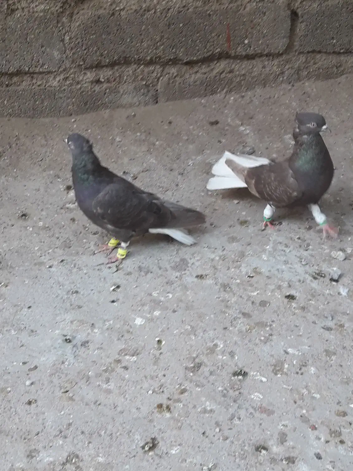 کبوتر|پرنده|سوسنگرد, |دیوار