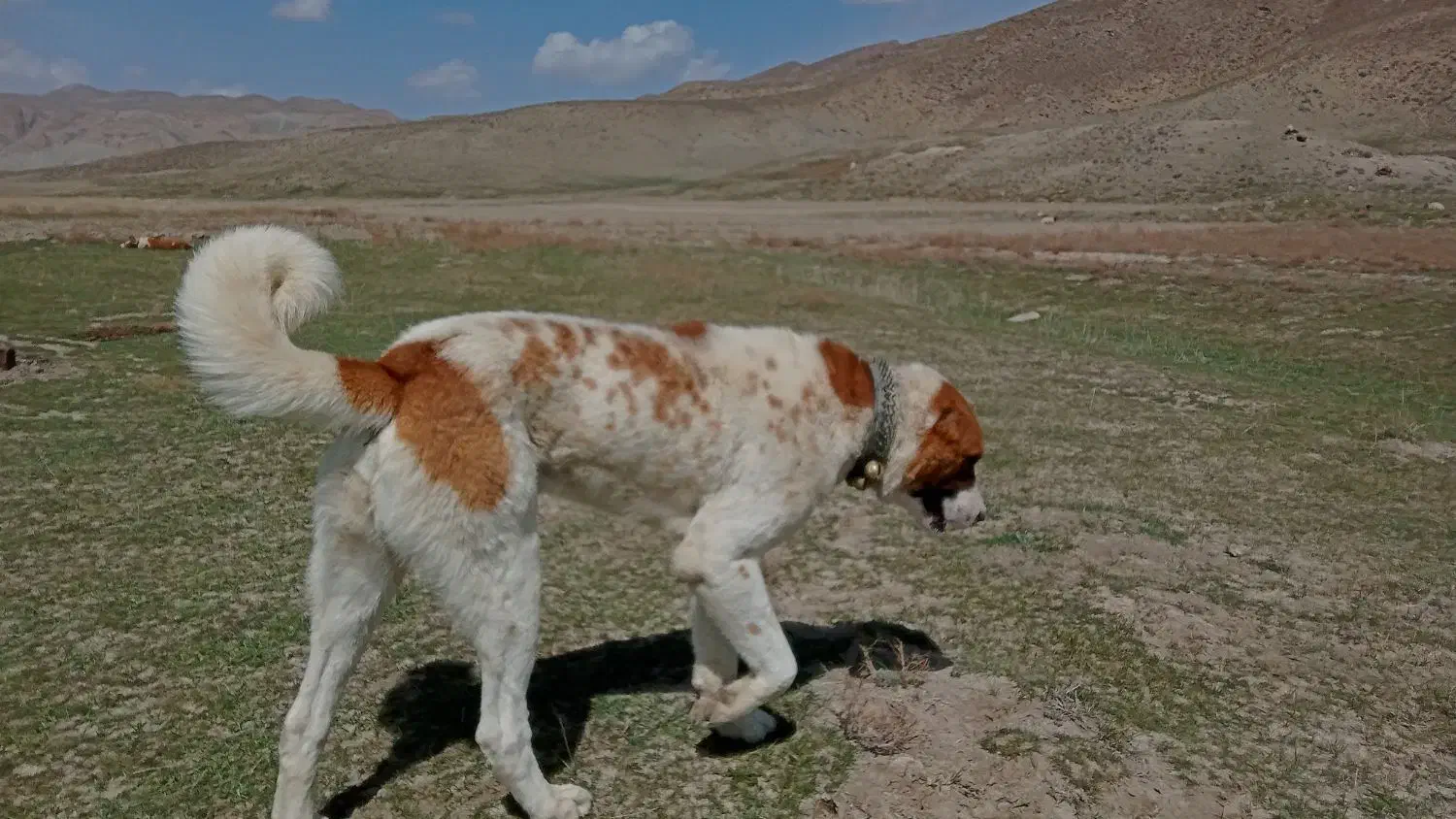 گله ی بشرط|سگ|آبکوه, |دیوار