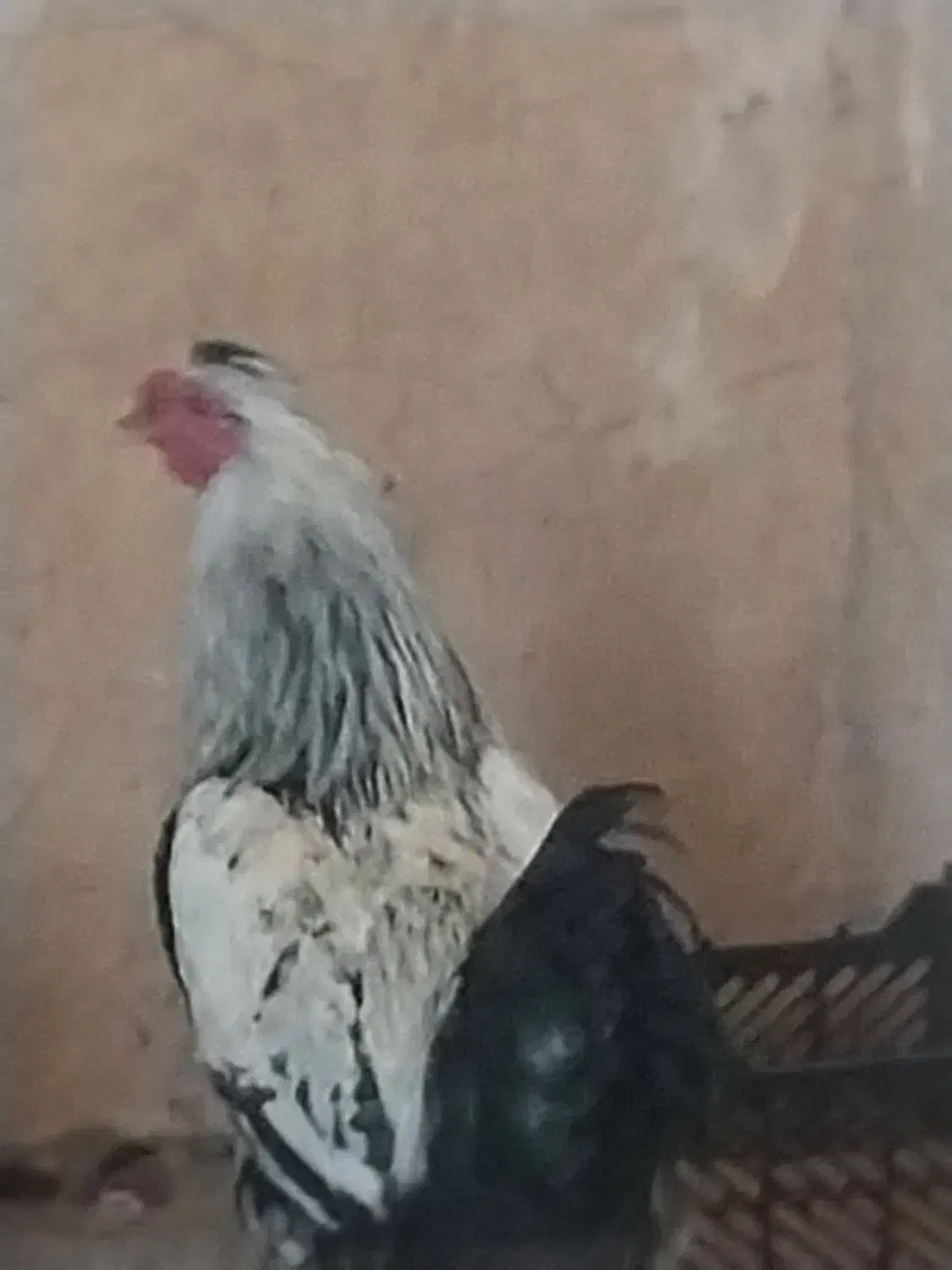 مرغ و خروس|حیوانات مزرعه|شیراز, کوشک میدان|دیوار