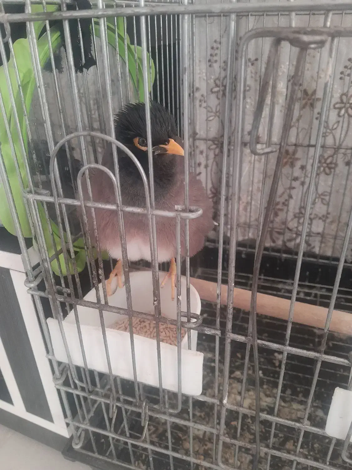 مینا جوان باهوش دستی|پرنده|زرقان, |دیوار