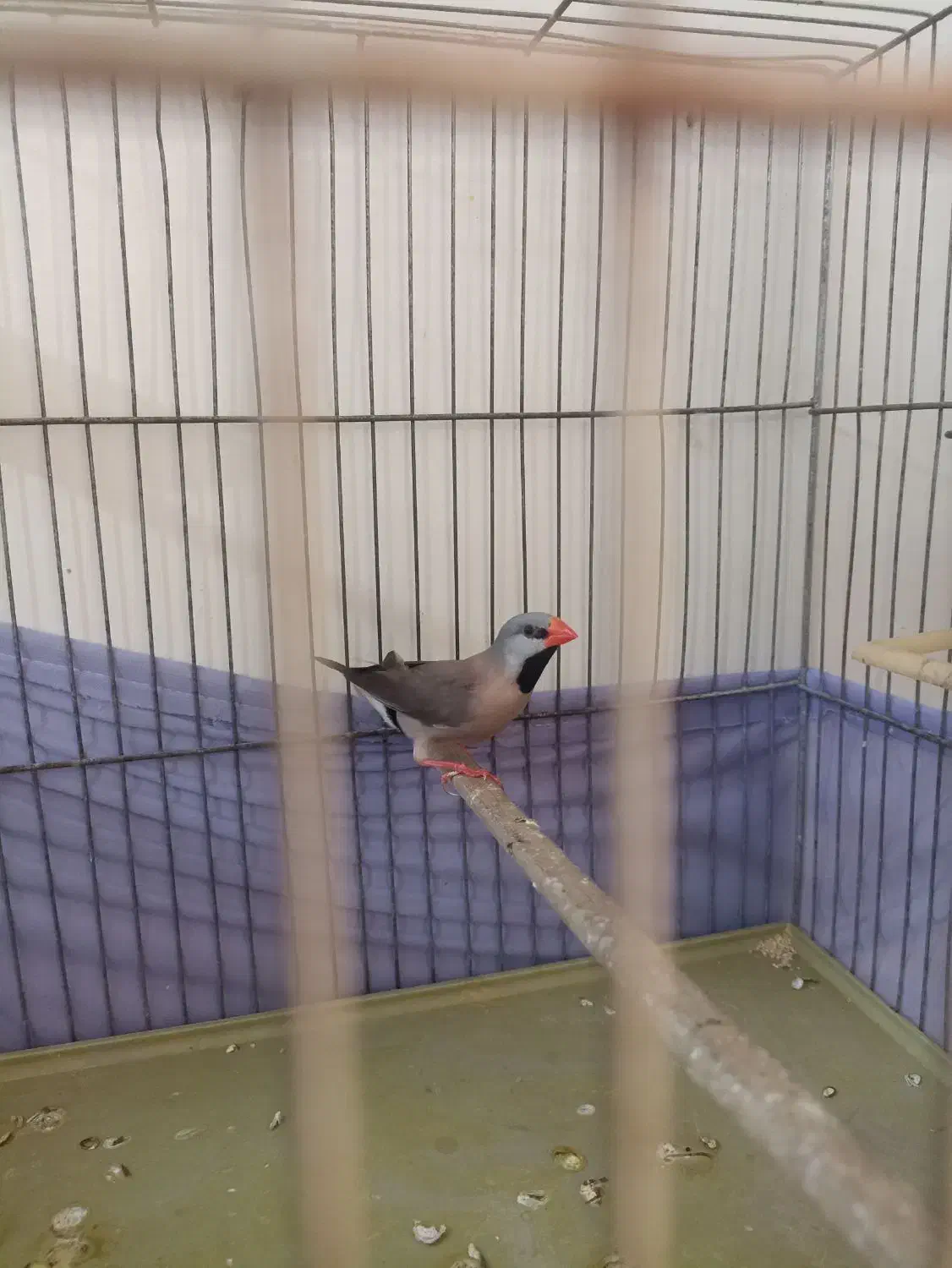 فنچ کرواتی|پرنده|تهران, شکیبا|دیوار