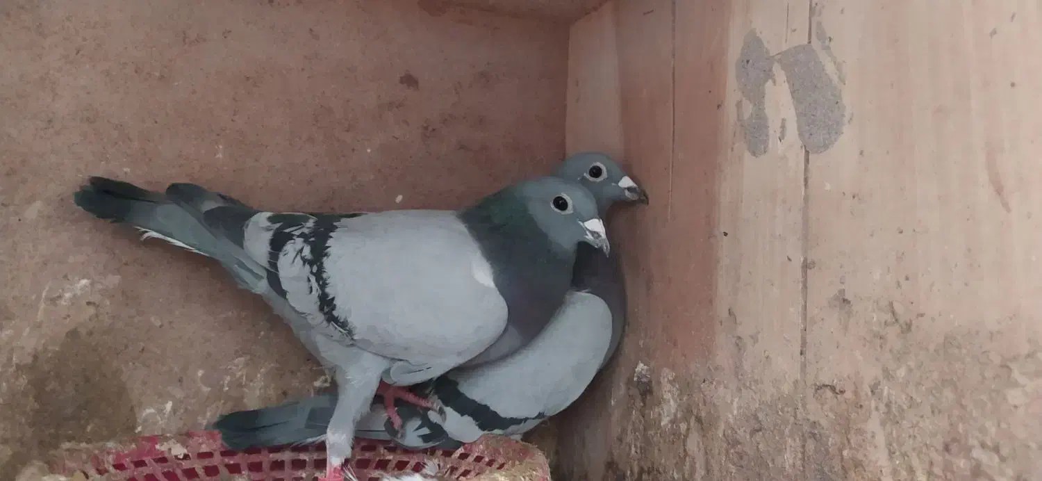 پشتی کبوتر|پشتی|مشهد, بهار|دیوار