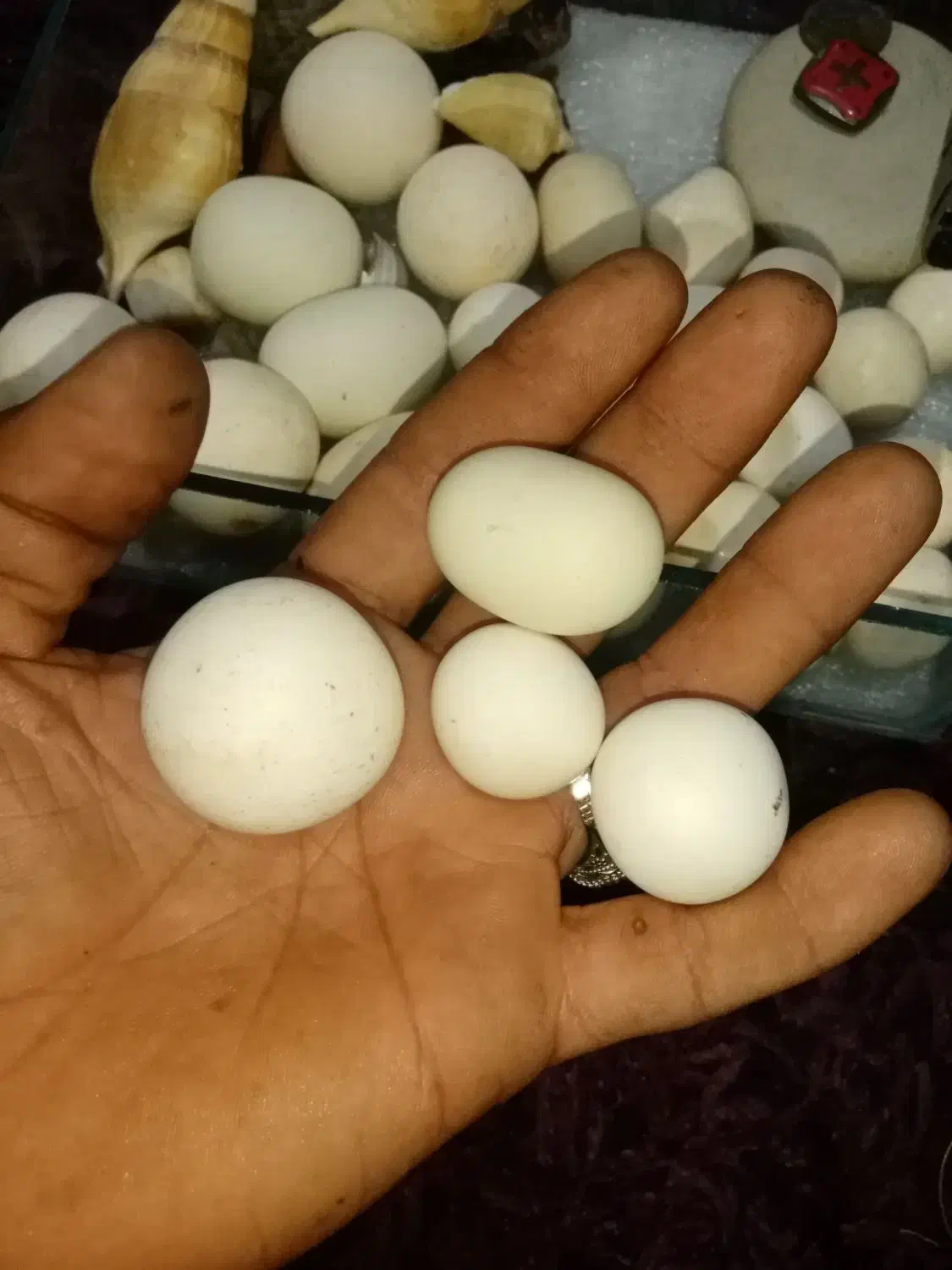 سنگ آسیاب اصل|کلکسیون اشیاء عتیقه|فسا, |دیوار