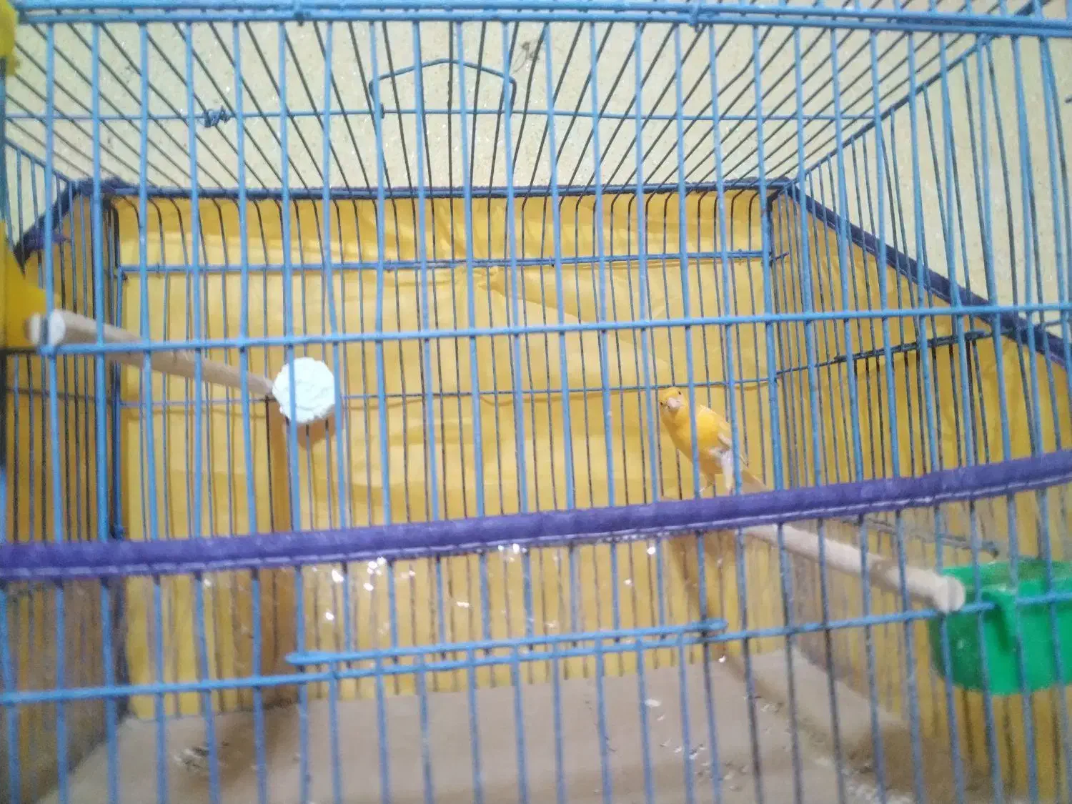 قناری زعفرونی|پرنده|بندرعباس, |دیوار