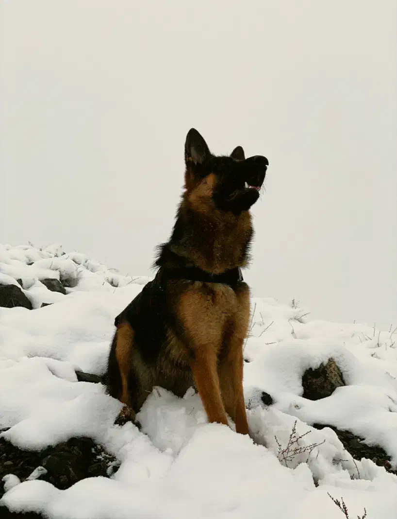 سگ ژرمن وورک اصیل واگذاری|سگ|مشهد, چهارچشمه|دیوار