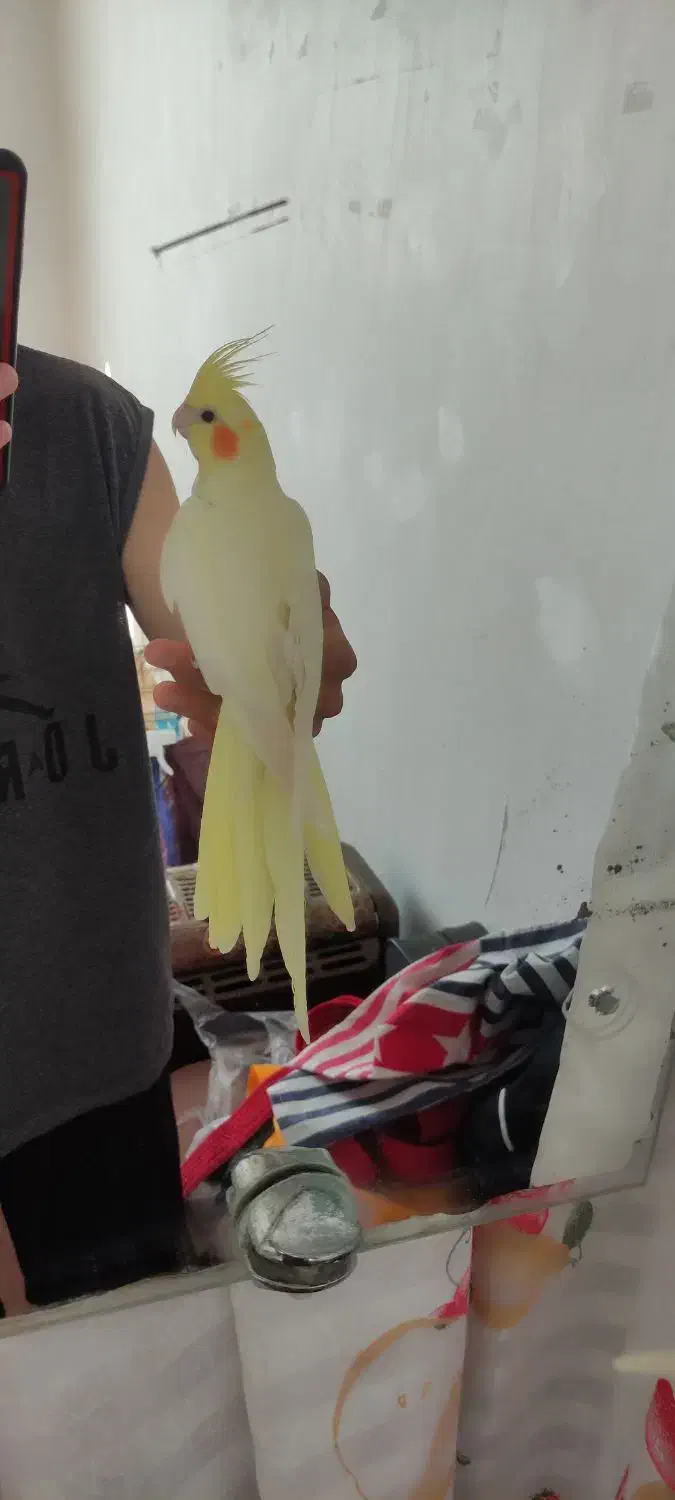 یک جفت عروس هلندی|پرنده|آباده, |دیوار