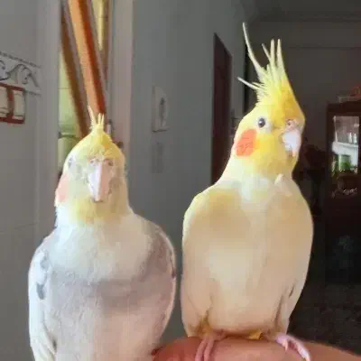 یک جفت عروس هلندی|پرنده|تنکابن, |دیوار