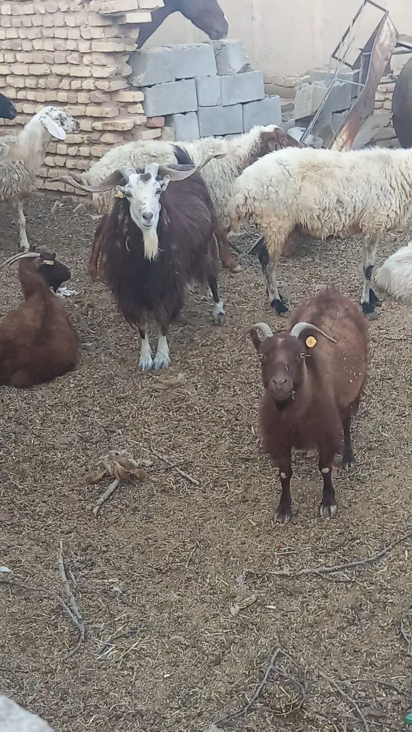 گوسفند فروشی|حیوانات مزرعه|مهریز, |دیوار