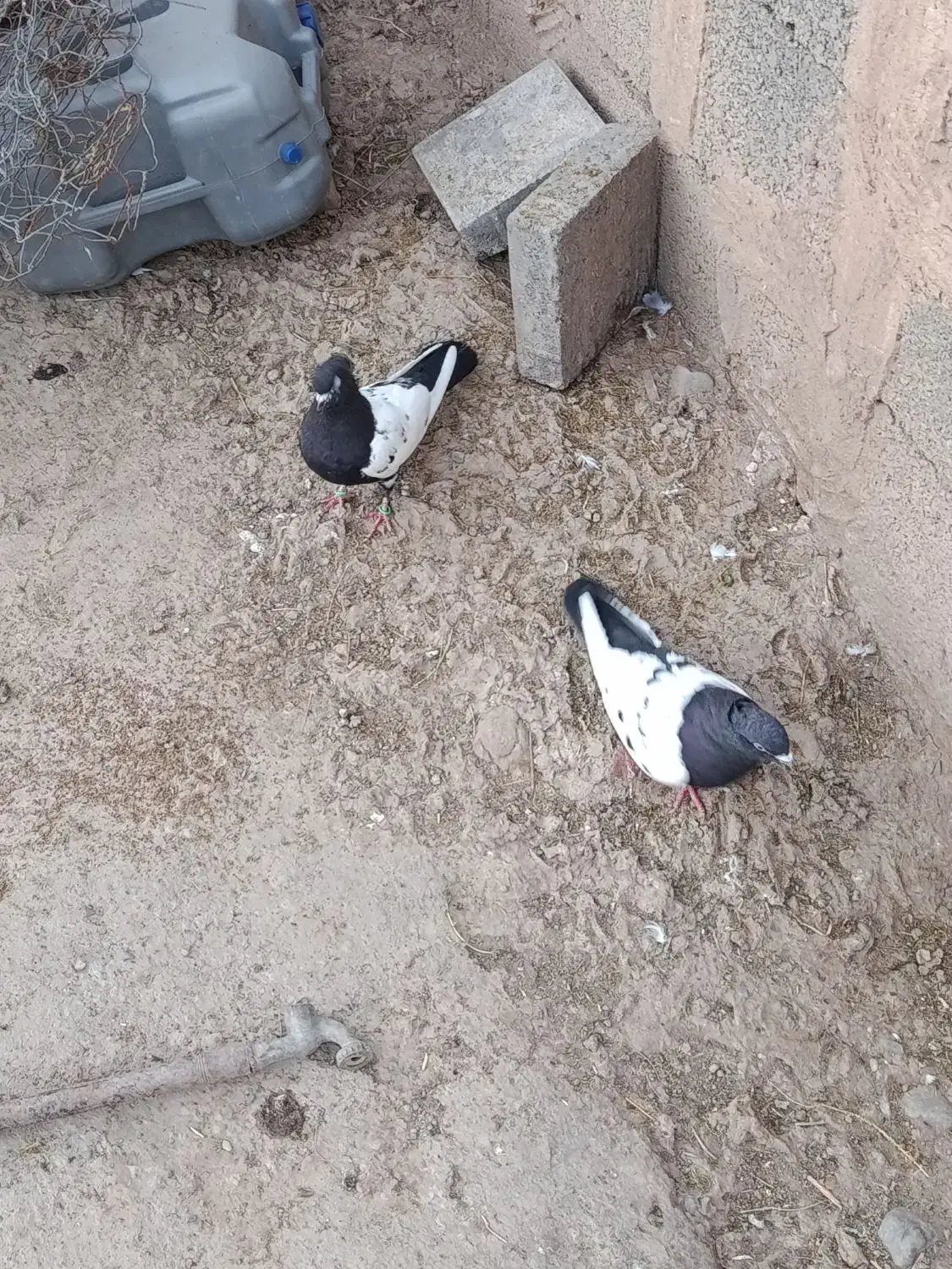 کبوتر|پرنده|کشکسرای, |دیوار