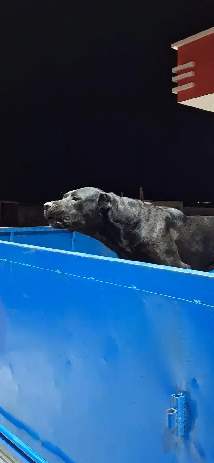 سگ سرابی|سگ|اسدآباد, |دیوار