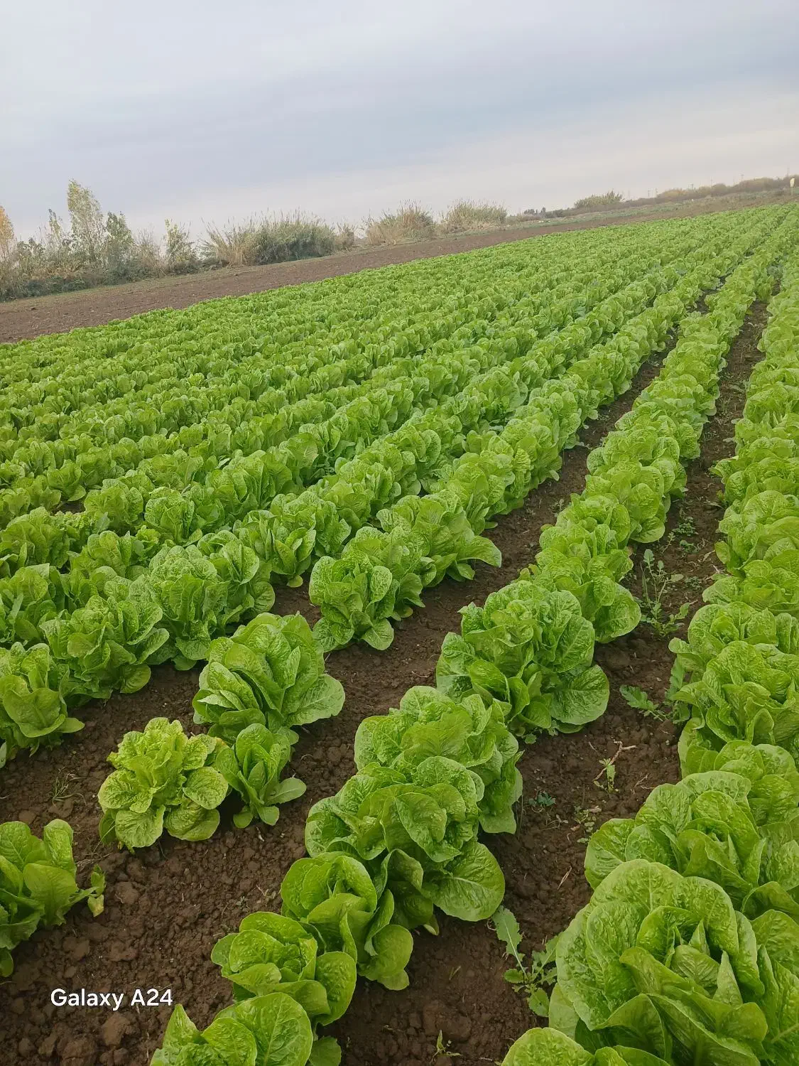 کاهو روغنی درجه ا|خوردنی و آشامیدنی|دلند, |دیوار