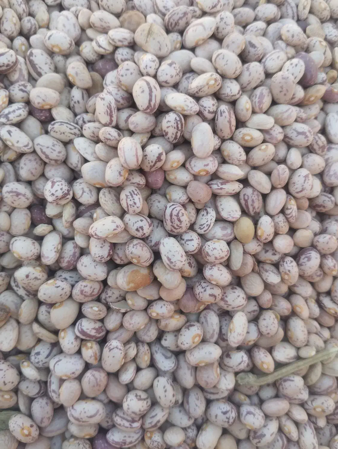 لوبیاچین|خوردنی و آشامیدنی|اردل, |دیوار