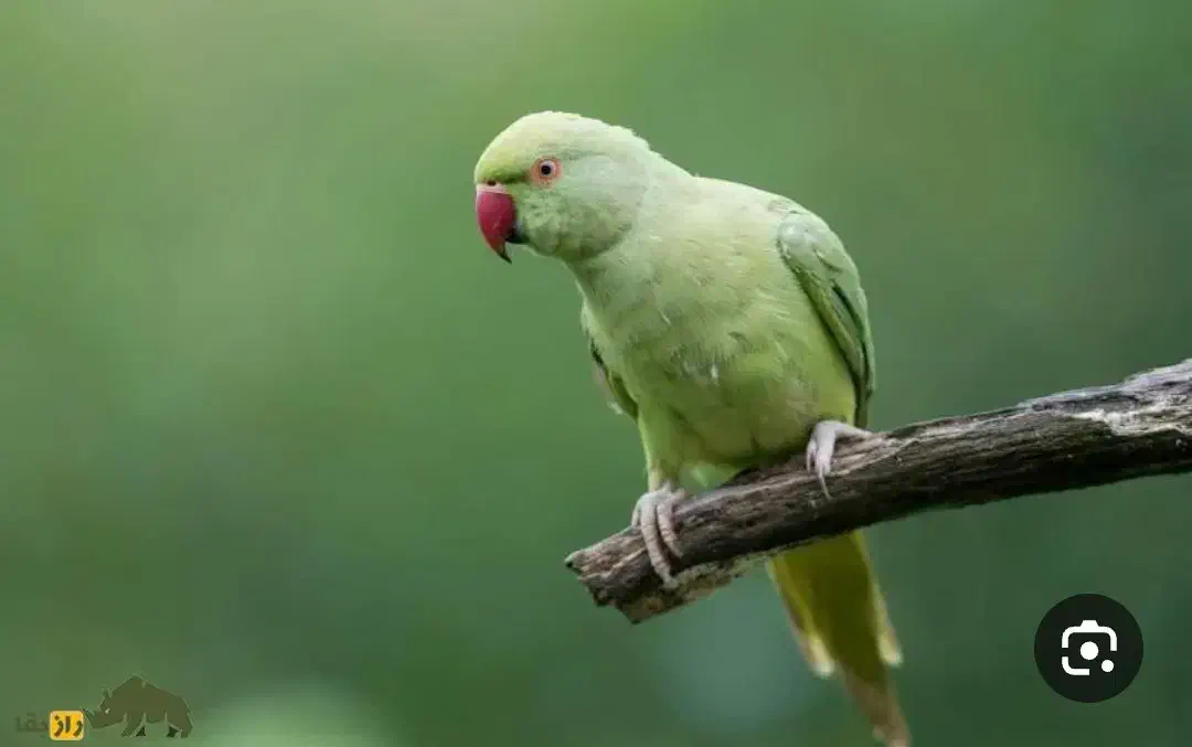 طوطی ملنگو معاوضه میکنم با...|پرنده|قشم, |دیوار