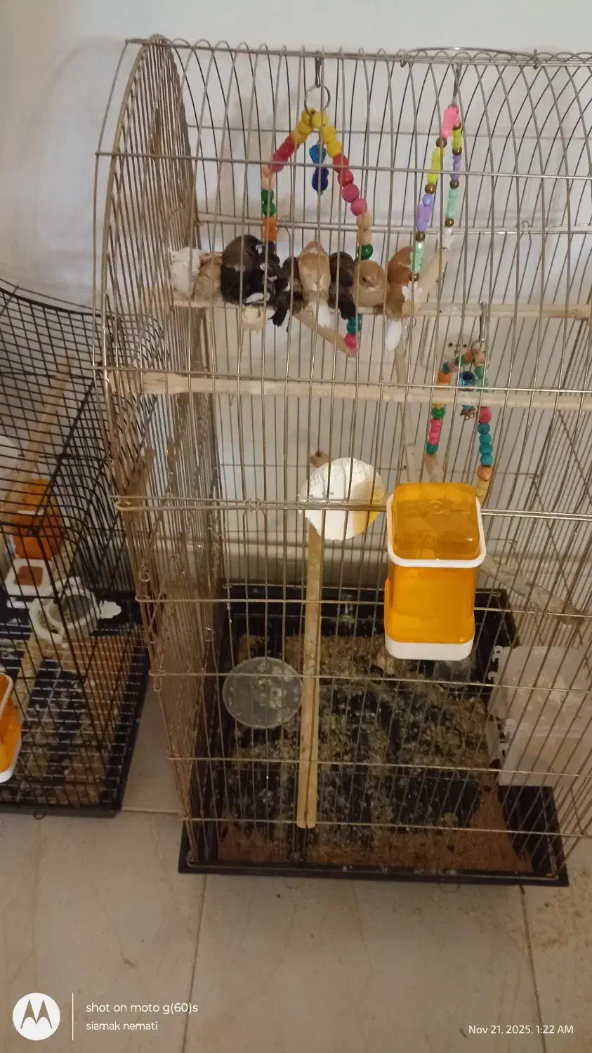 فنچ بنگالی (معاوضه)|پرنده|اندیشه, اندیشه فاز ۳|دیوار