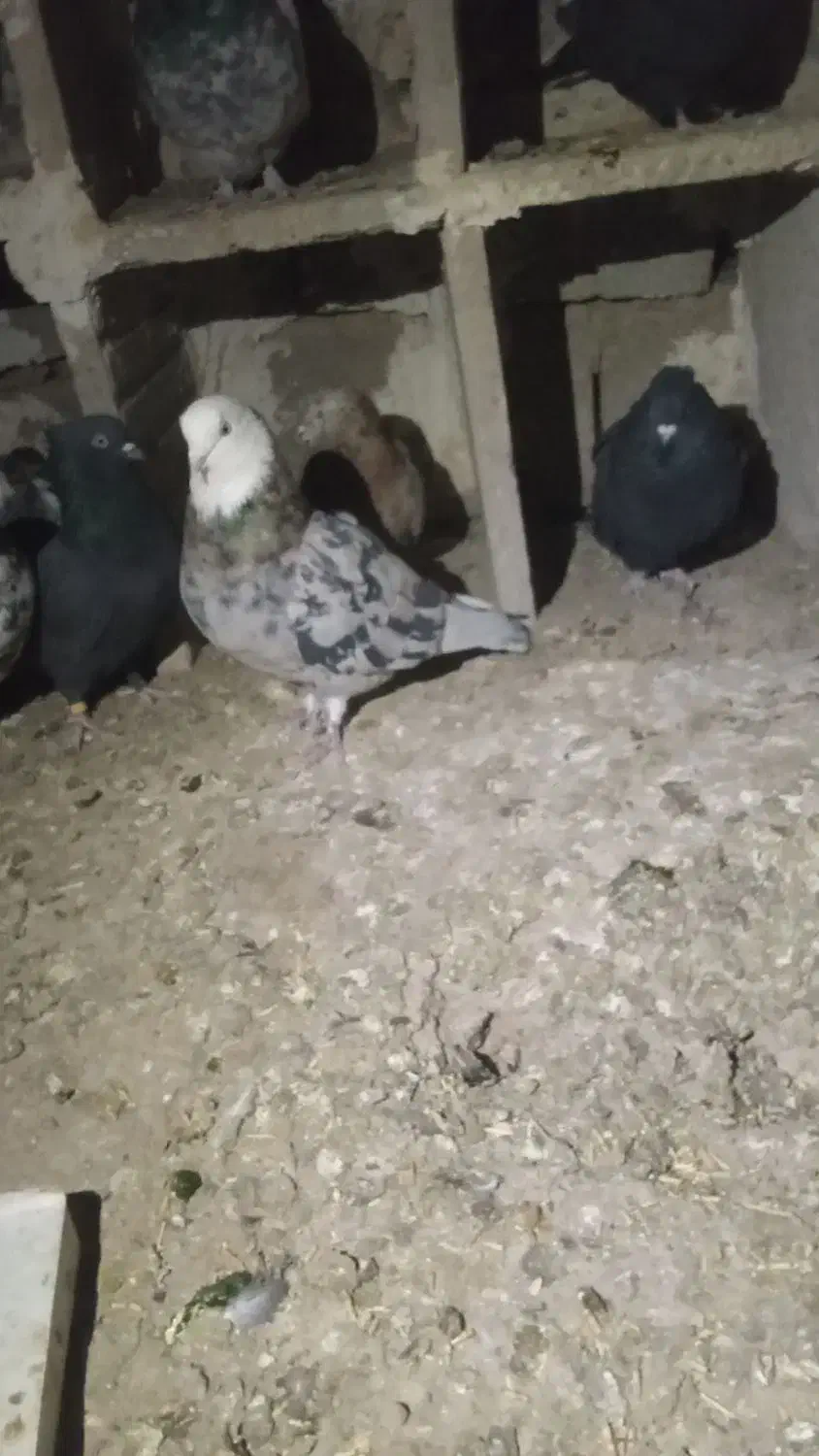 شازده سرور|پرنده|درگزین, |دیوار