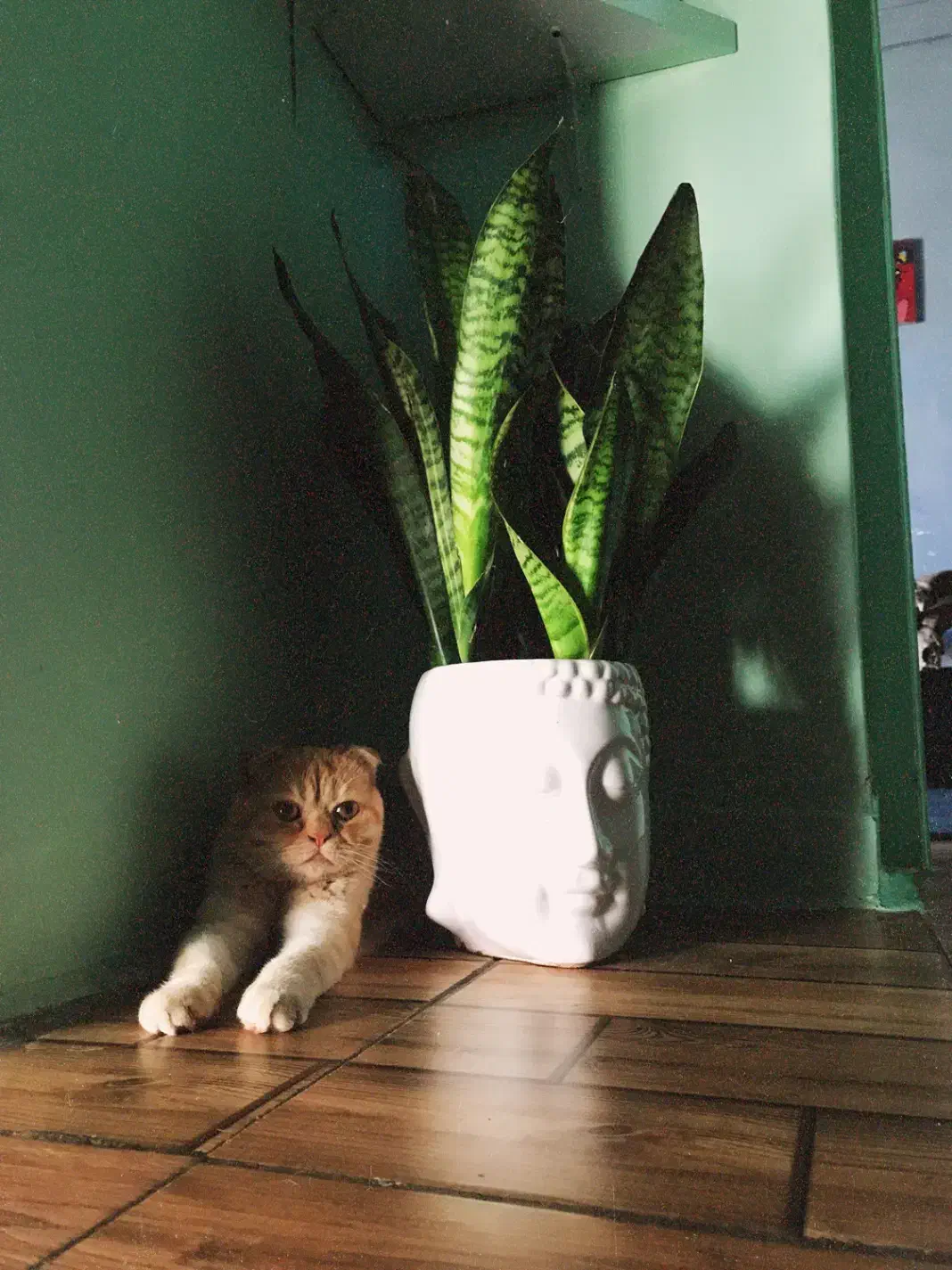 اسکاتیش فولد گلد ny|گربه|گرگان, |دیوار