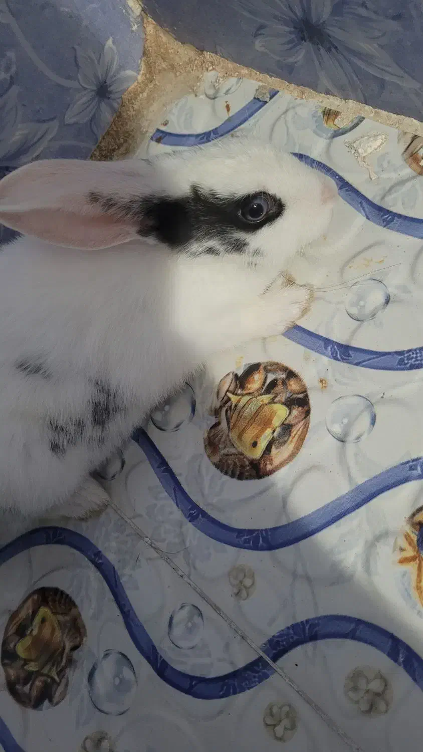 خرگوش|موش و خرگوش|برازجان, |دیوار