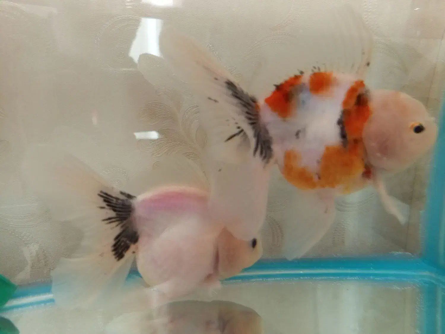 گلدفیش|ماهی|ارومیه, |دیوار