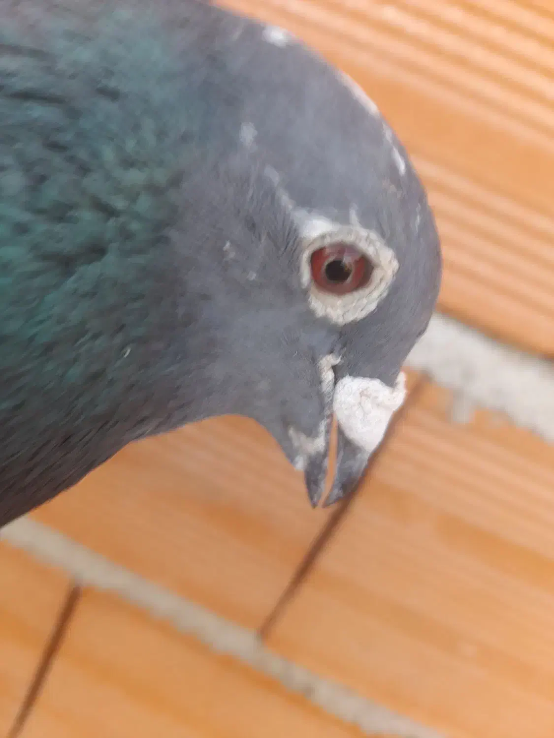 چاپی مسافتی نرپلاک ۲۰۱۹ معاوضه با طوقی نر|پرنده|مینودشت, |دیوار