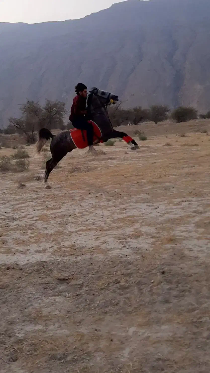 اسب|اسب و تجهیزات اسبسواری|بستک, |دیوار