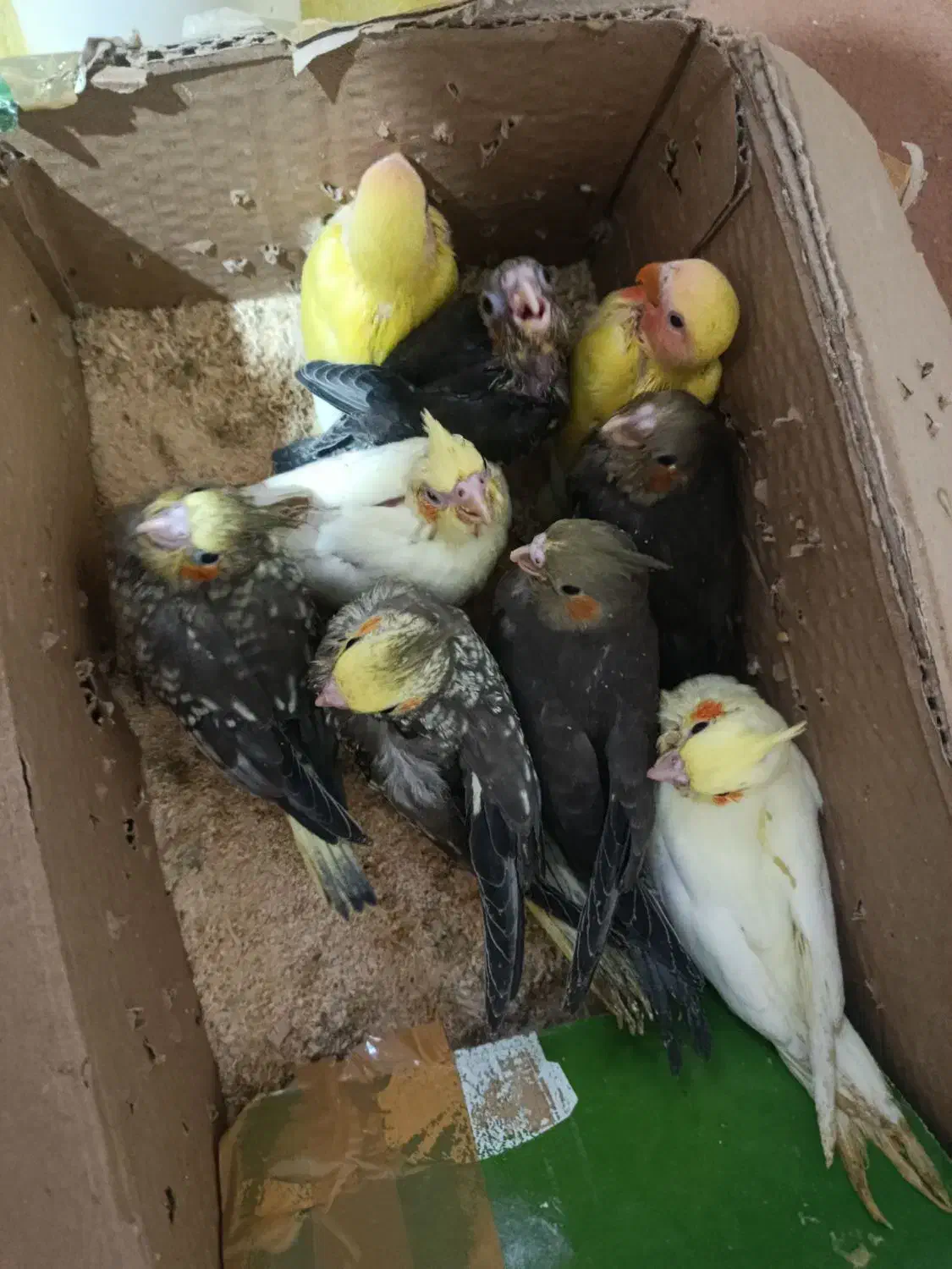 جوجه عروس هلندی|پرنده|قم, انصار‌الحسین|دیوار