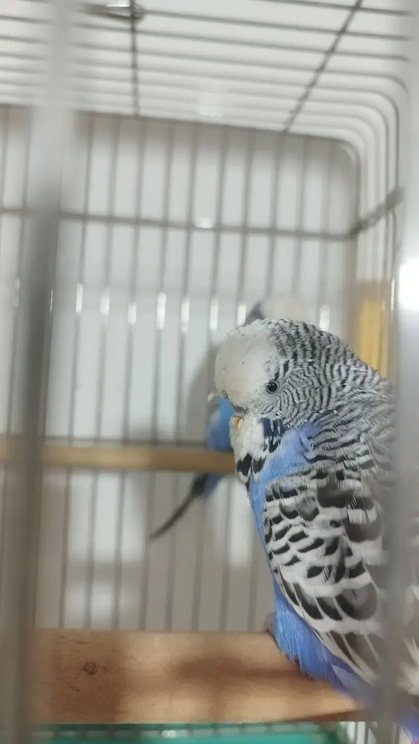 مرغ عشق انگلیسی گرید A|پرنده|ری, علایین|دیوار