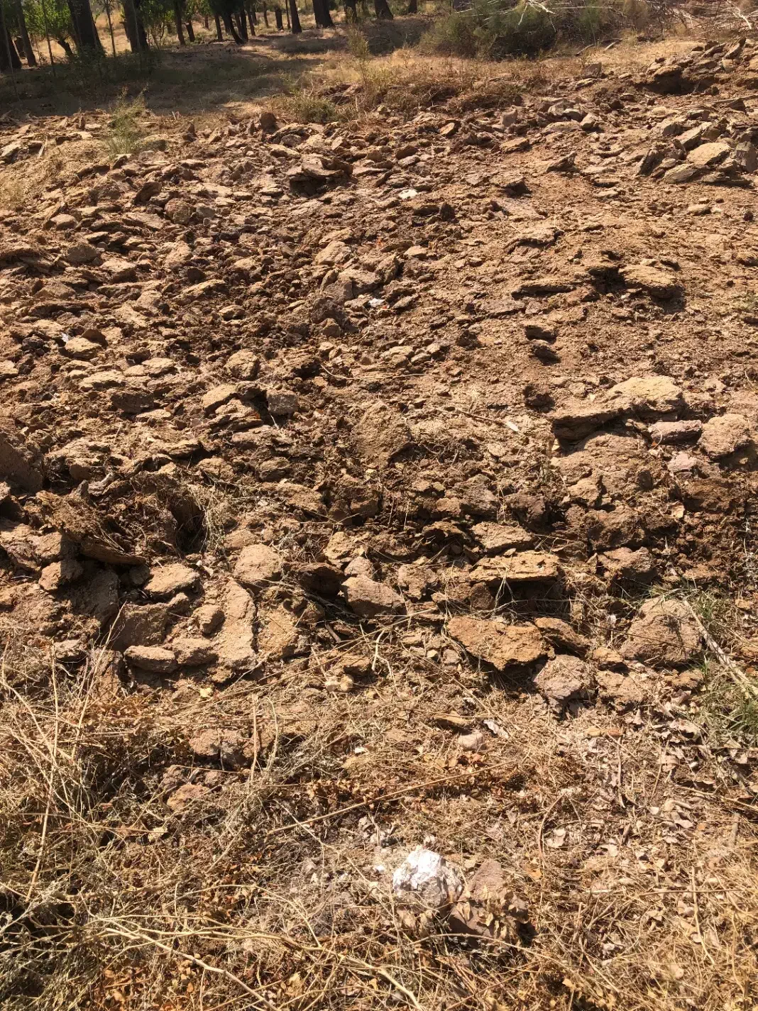 کود گوسفندی|خدمات باغبانی و درختکاری|ماهان, |دیوار