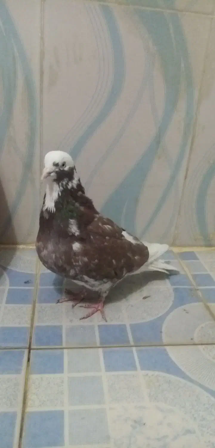 کبوتر قلاقی|پرنده|ملایر, |دیوار