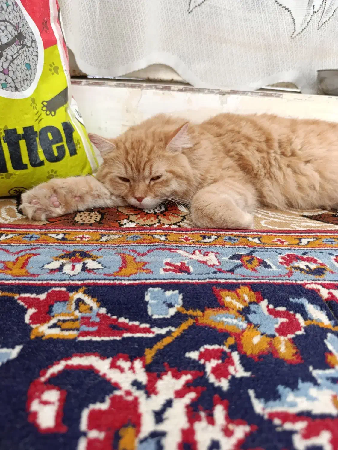 گربه گمشده|حیوانات|کرمانشاه, |دیوار