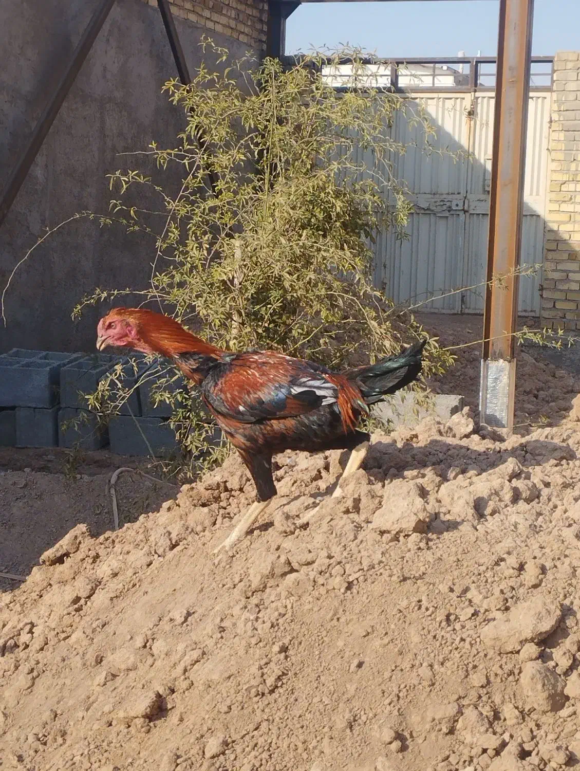 لاری‌های اصیل افغان|حیوانات مزرعه|الوند, |دیوار