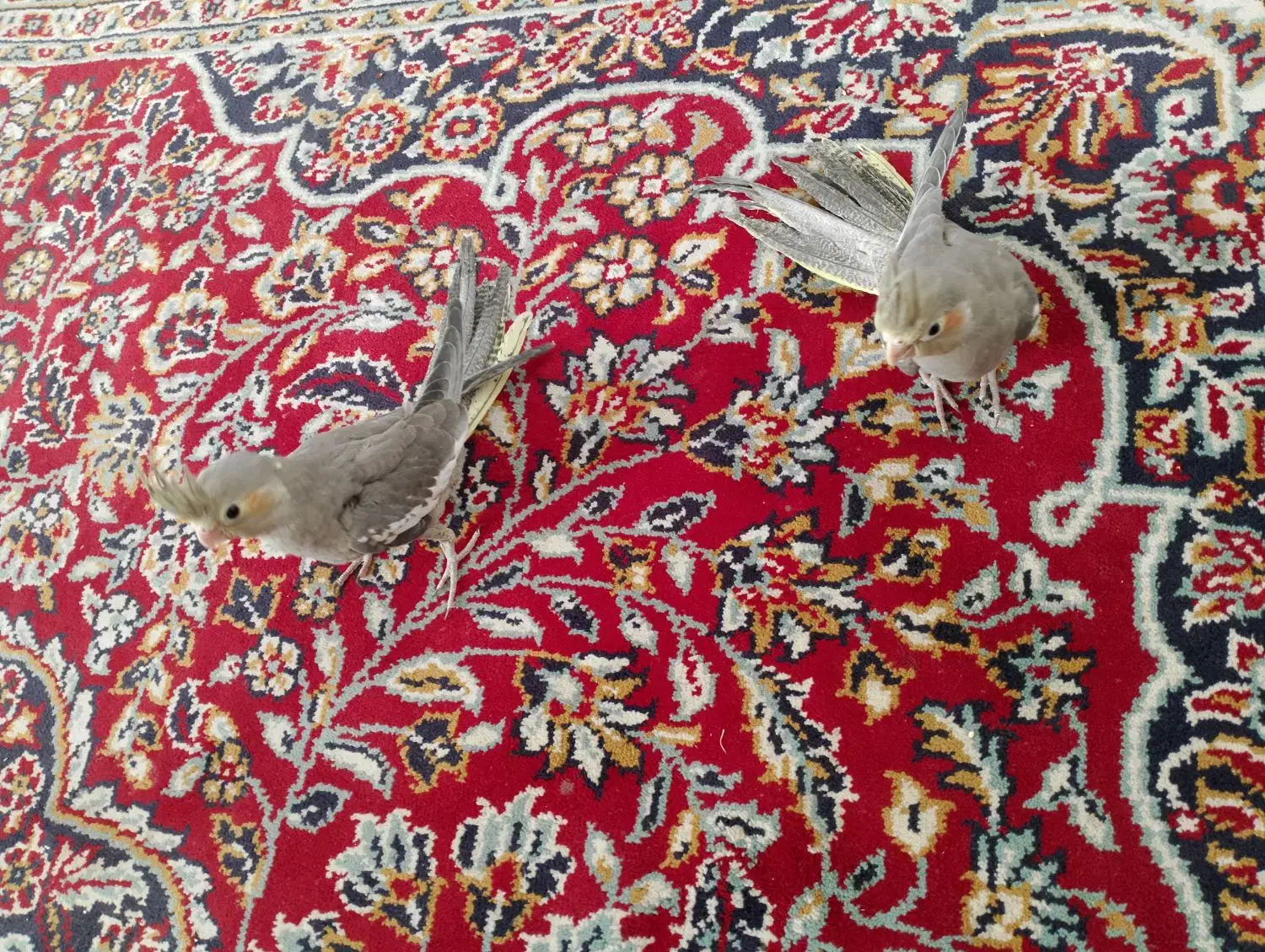 دوتا عروس هلندی تازه دون خوررام آماده برای دستی|پرنده|بردسکن, |دیوار