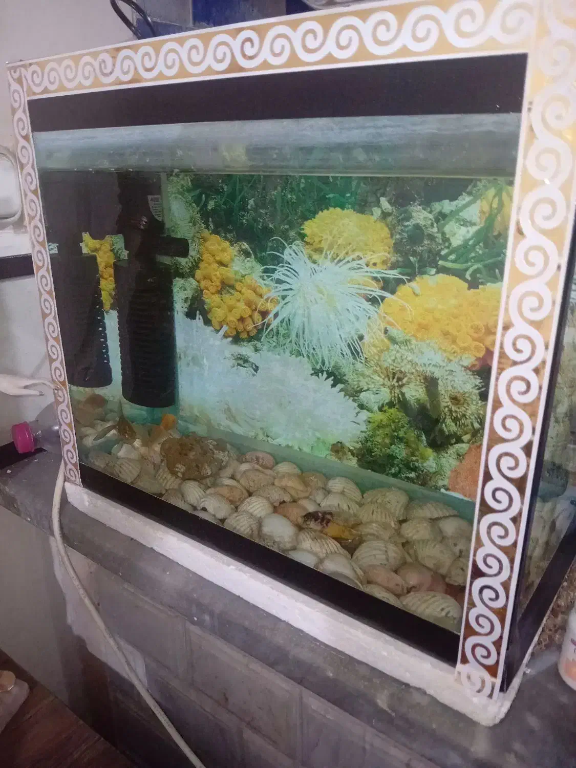 اکواریوم سالم|ماهی|بومهن, |دیوار