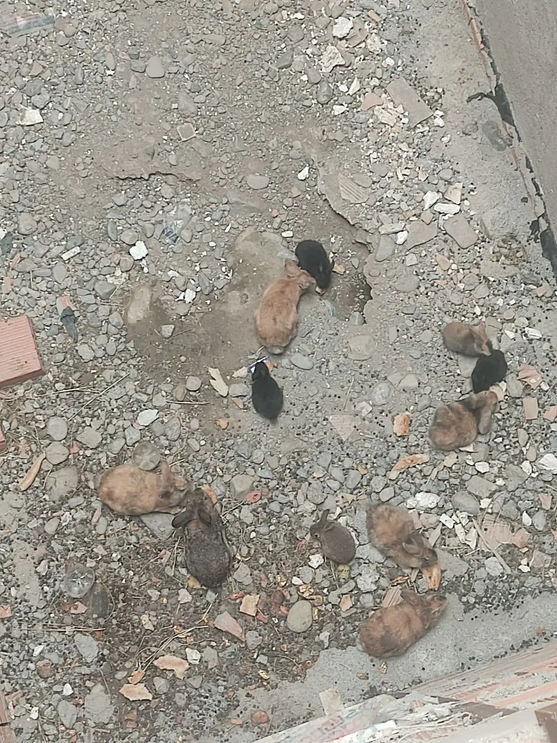 خرگوش|موش و خرگوش|گرگان, |دیوار