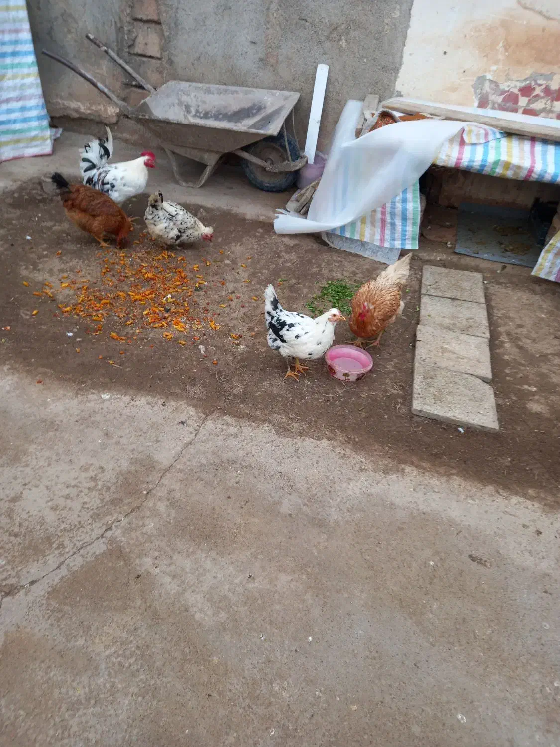 مرغ وخروس|حیوانات مزرعه|شوط, |دیوار