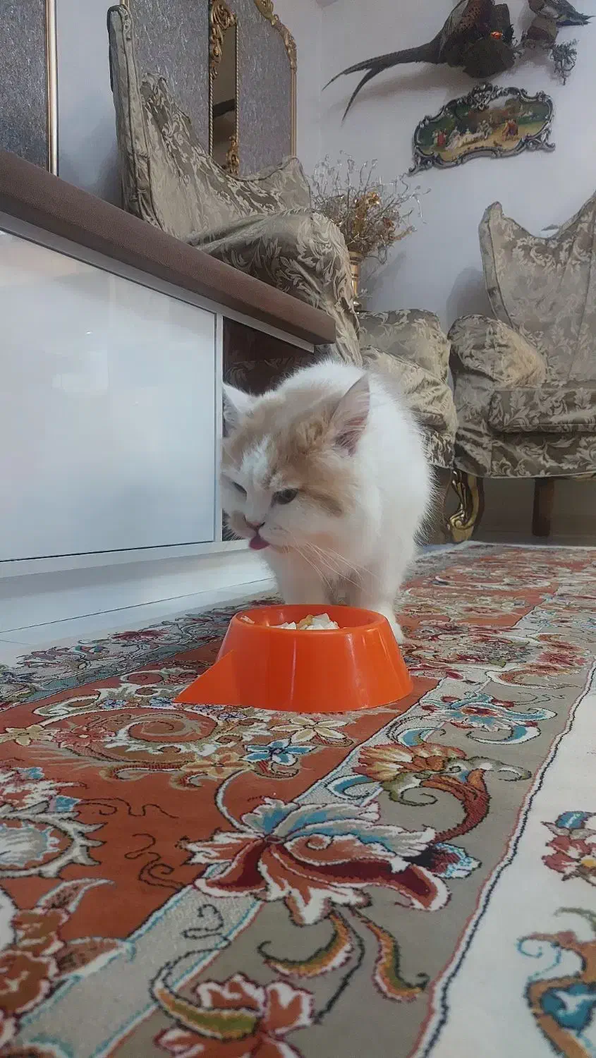 گربه پرشین|گربه|تبریز, |دیوار