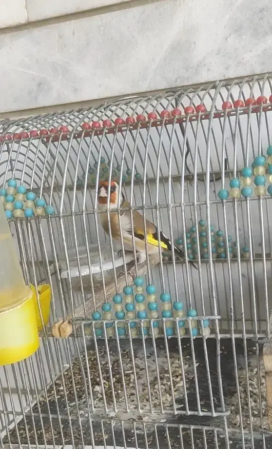 سهره|پرنده|آباده, |دیوار