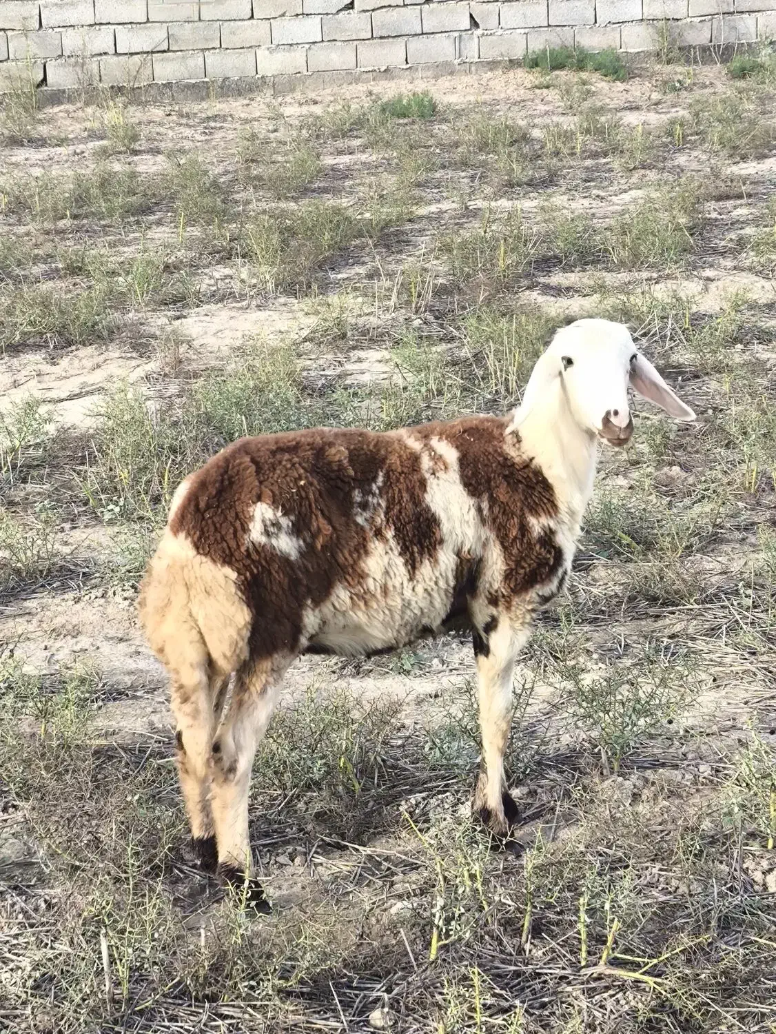 بره اصل بروجردی یکیش قوچ خورده|حیوانات مزرعه|سیمین شهر, |دیوار