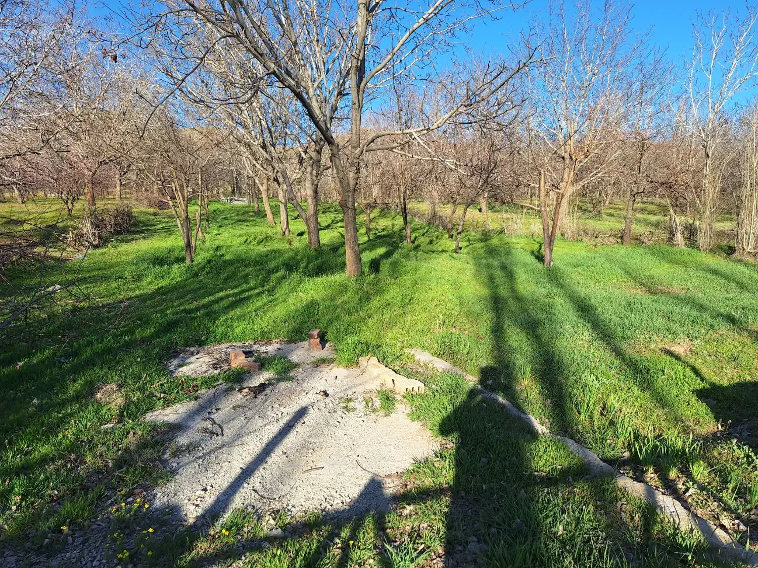 باغ|فروش دفتر صنعتی، کشاورزی، تجاری|کنگاور, |دیوار