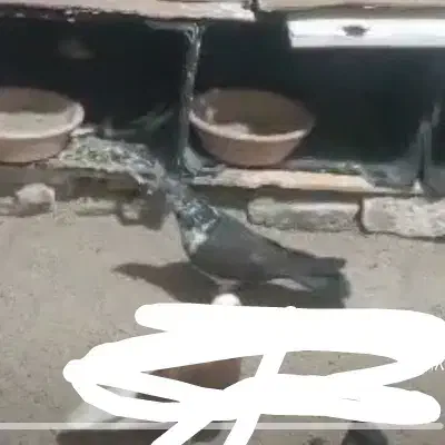 گمشده فرحزاد|حیوانات|تهران, فرحزاد|دیوار