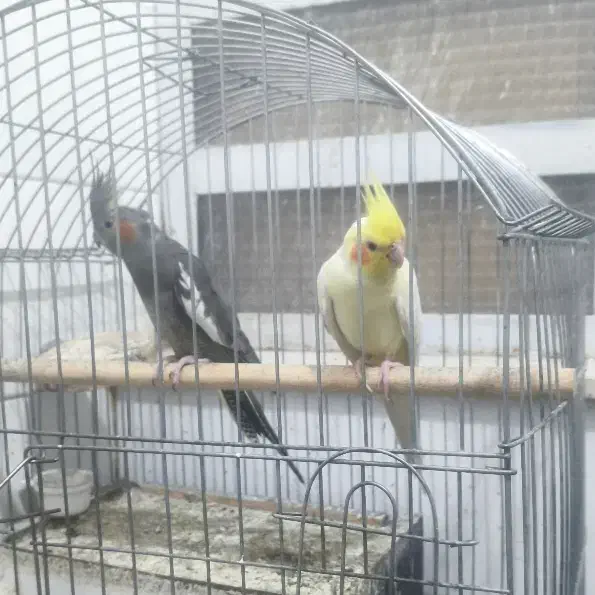 عروس هلندی|پرنده|یزد, |دیوار