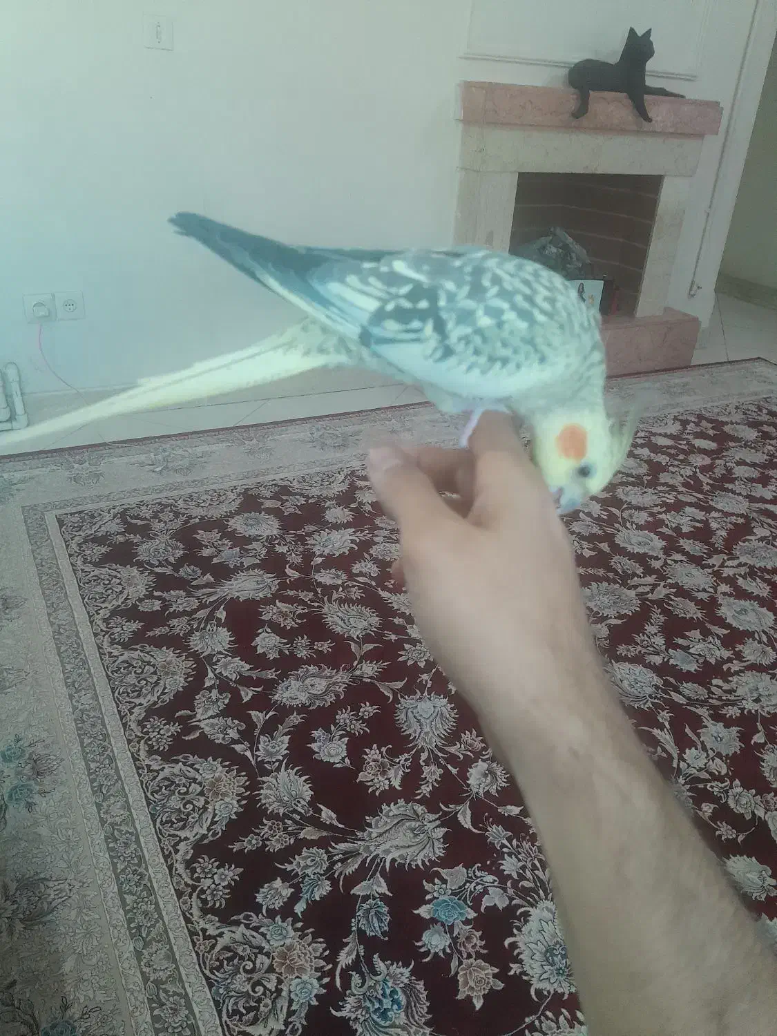 پرنده نرو وماده|پرنده|پرند, فاز ۲|دیوار