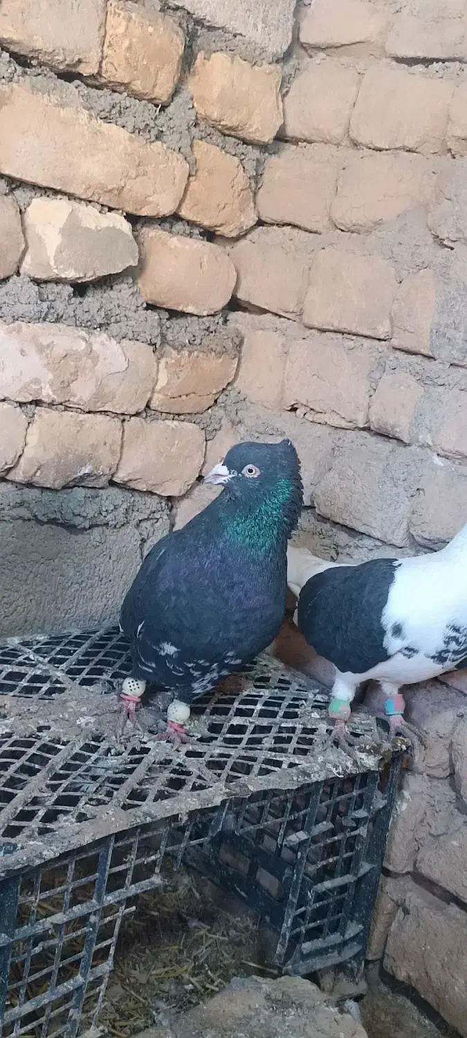 کبوتر|پرنده|سیدآباد, |دیوار