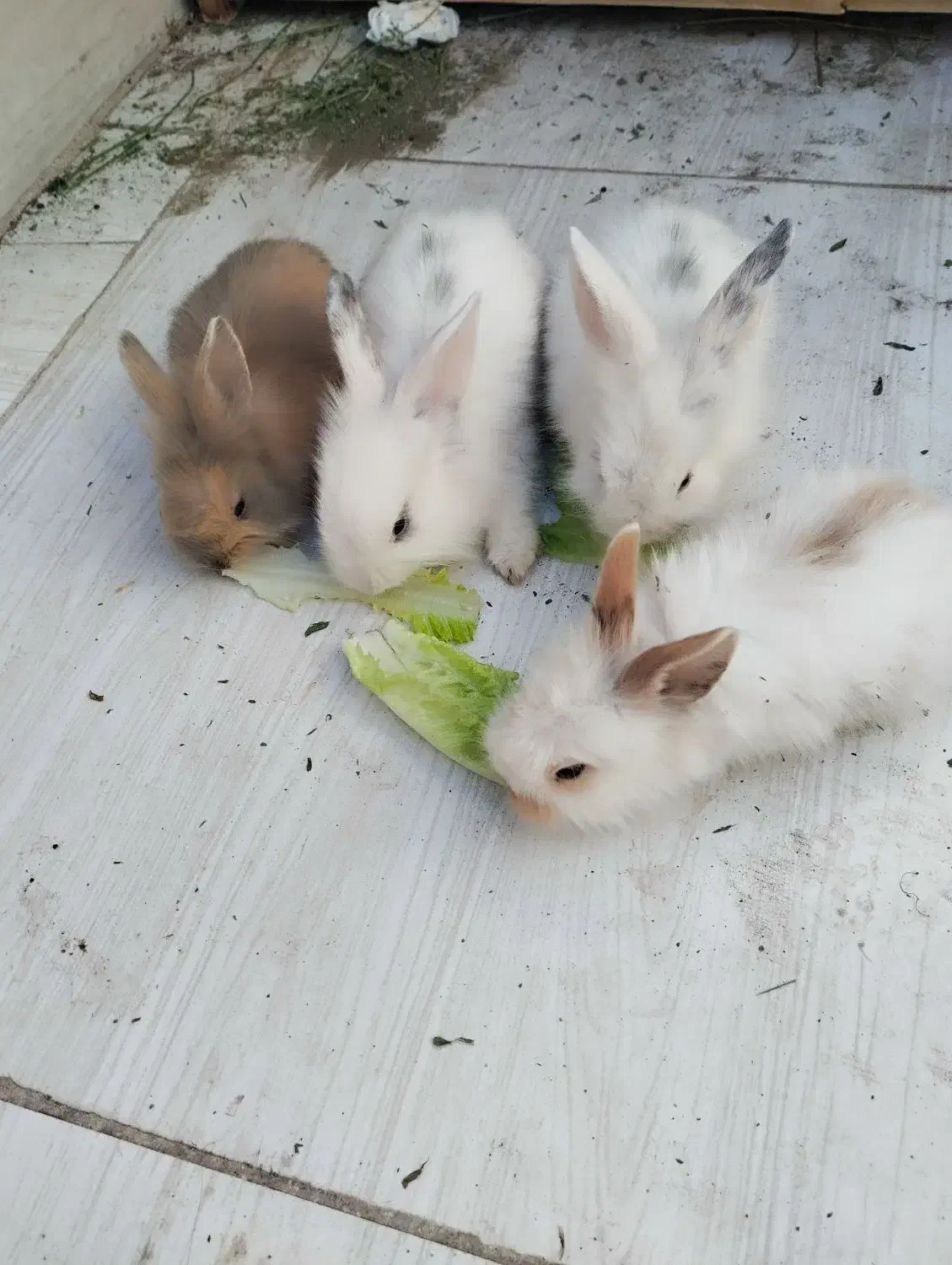 چارتا بچه خرگوش لپ خوشگل|موش و خرگوش|سبزوار, امام خمینی (ناوی)|دیوار