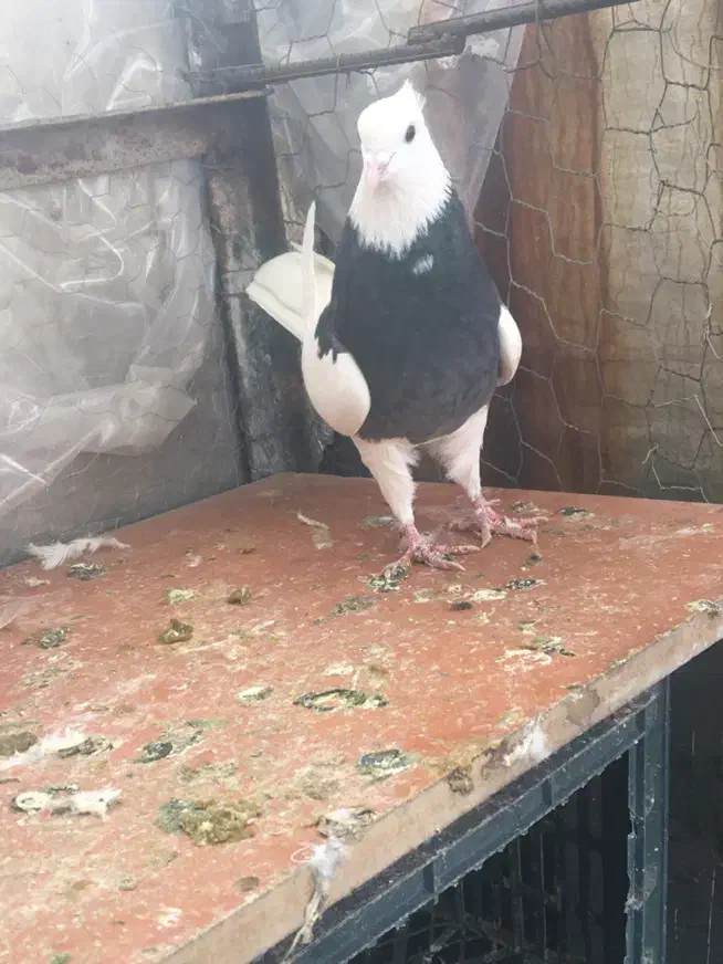 طوقی|پرنده|همدان, |دیوار